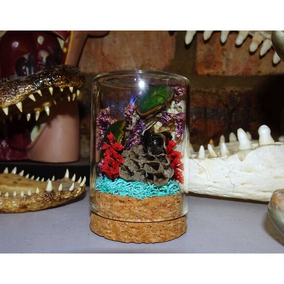 June Bug Bee Wasp Nest & Luna Moth Wing Oddity Dome curiosity taxidermy goth - Picture 7 of 13